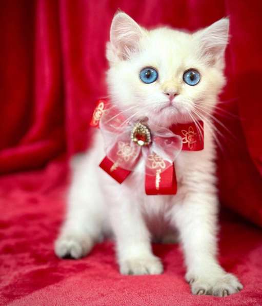 Британские котята драгоценных окрасов(золотая шиншилла) в фото 6