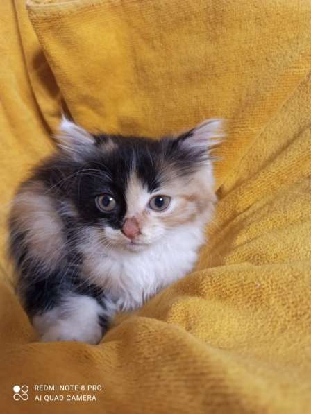Трёхцветный котенок кошечка в Краснодаре фото 3