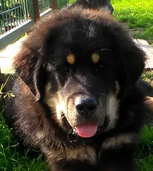 Тибетский мастиф - лучший страж на территории в Москве фото 176