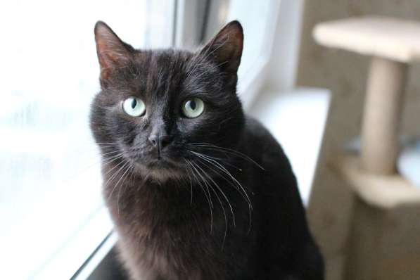 Черная зеленоглазая кошка Зара