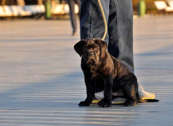 Кобель кане корсо в Симферополе фото 25