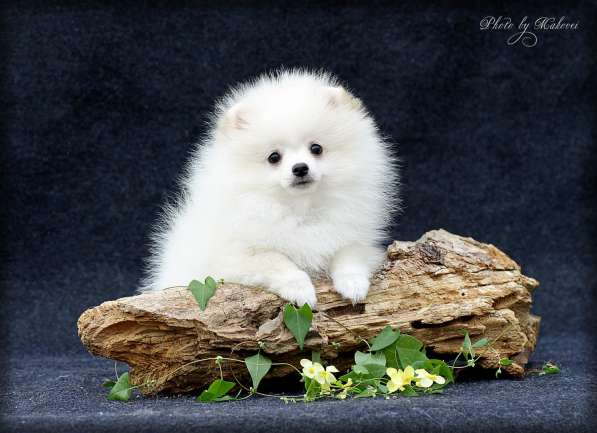 Померанский шпиц в фото 3