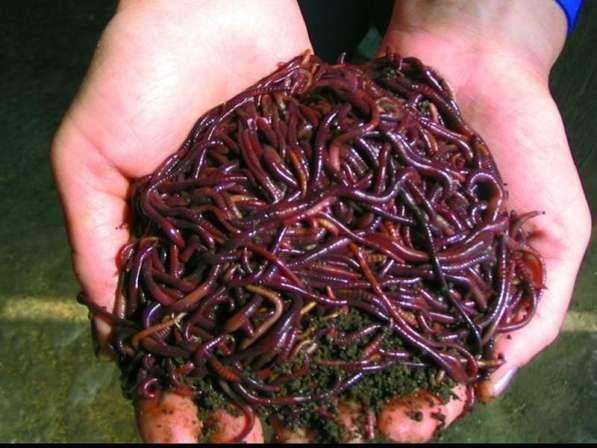 Продаю красных калифорнийских червей в Санкт-Петербурге