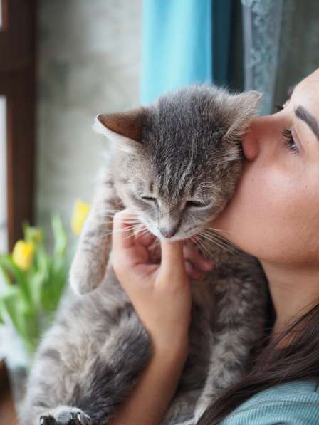 Идеальная кошка-компаньон Лиза в добрые руки в Москве фото 10
