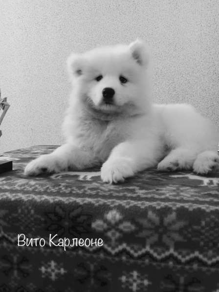 МИЛЫЕ САМОЕДЫ в Перми фото 11