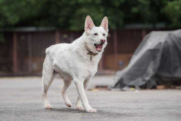 Пломбир ищет свою семью в Москве фото 15