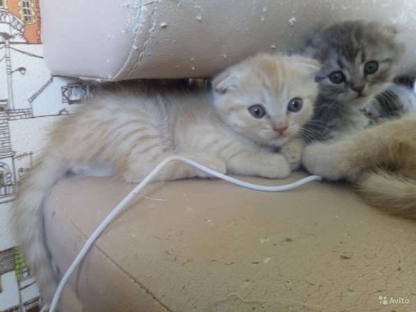Шотландский Котёнок (Скоттиш-страйт) в Симферополе фото 24