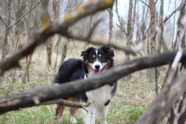 Аусси девочка продаётся в Москве