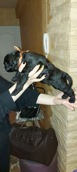 Щенки в Ижевске фото 4