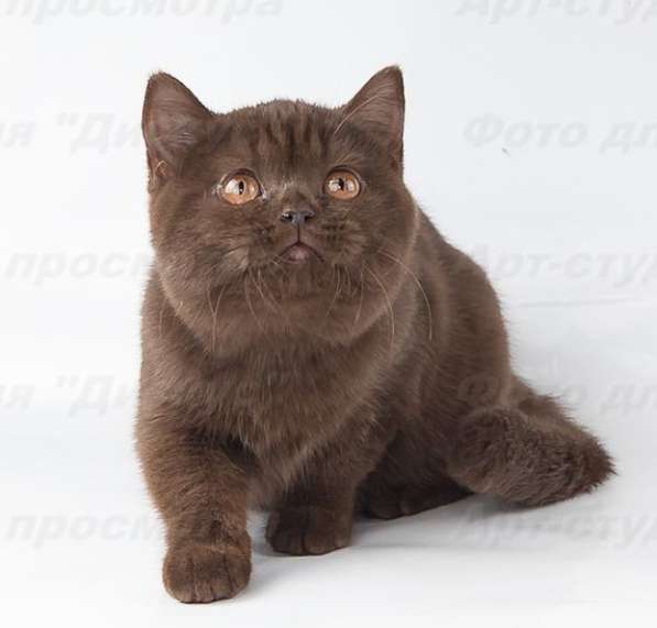 котенка шоколадного в Хабаровске фото 5