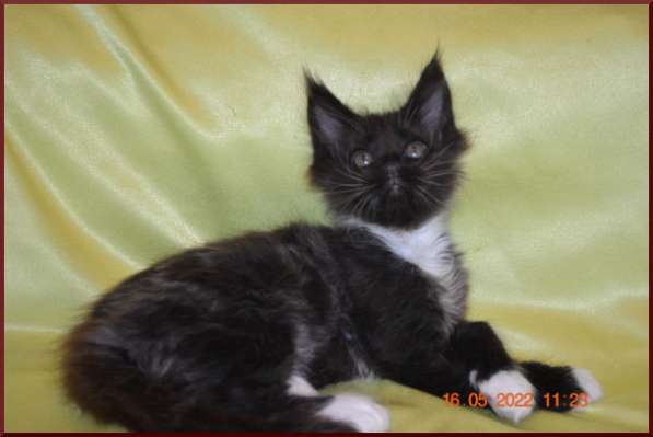 Роскошный черный котик мейн-кун из питомника в Астрахани фото 32