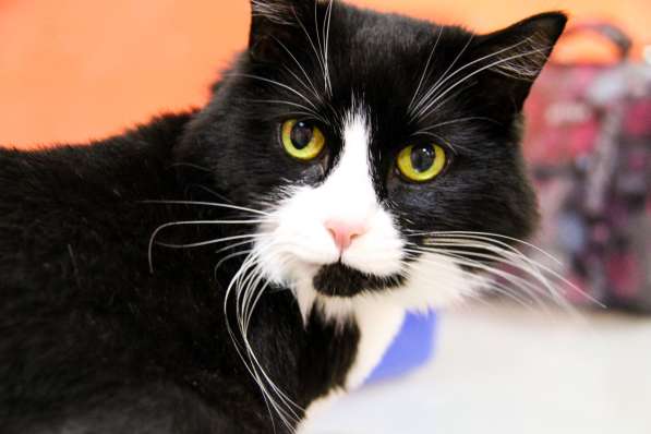 Передержка для кошек в Люберцы фото 24