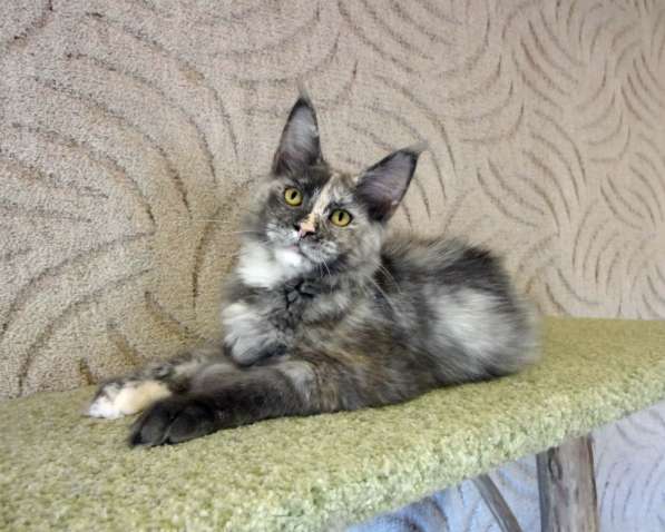 Апельсинки к Новому Году в Рязани фото 60