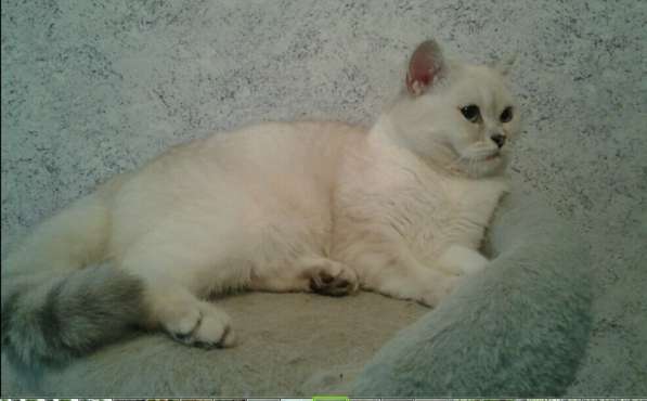 Британская голубоглазая кошечка шиншилла поинт