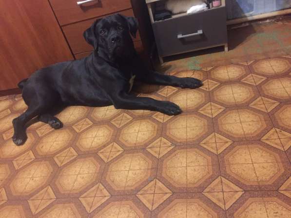 Дрессировка собак в Москве фото 5