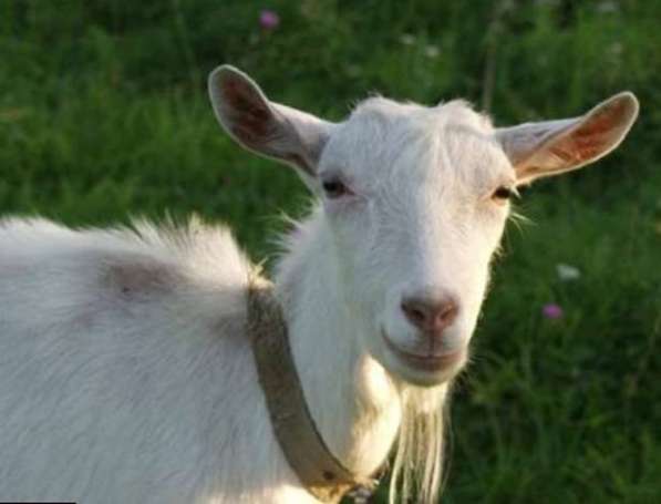 Продаются козы в Светлограде фото 5