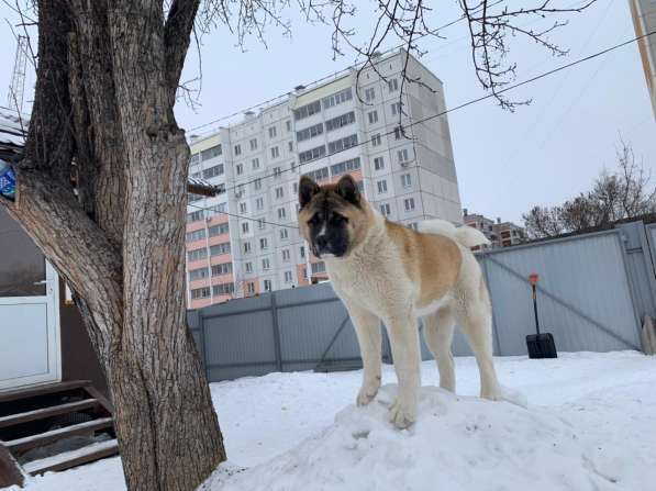 Акита в Ростове-на-Дону фото 19