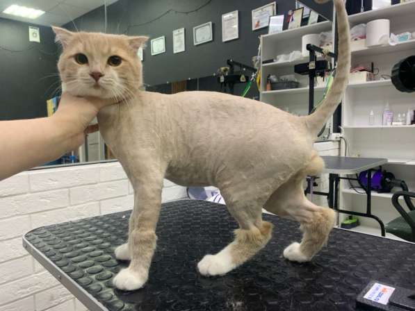 Груминг для собак и кошек ??