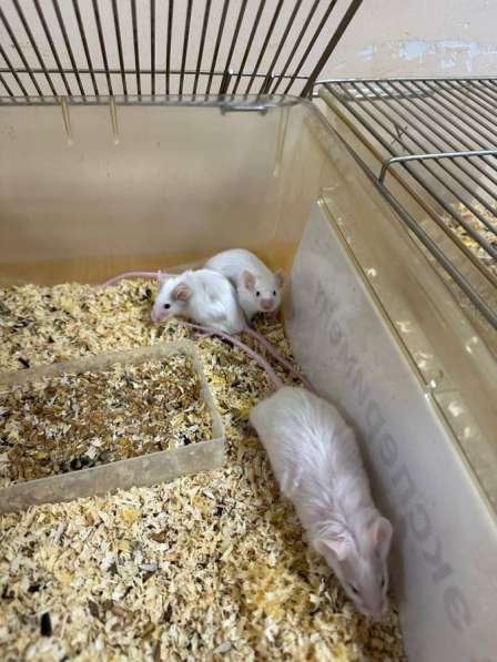 Мышки в Владивостоке фото 3