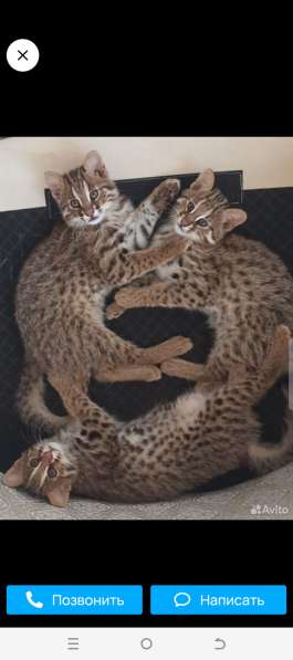 The Central Asian cat
