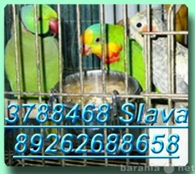 Волнистые попугаи, Неразлучники, Кореллы в Москве фото 4