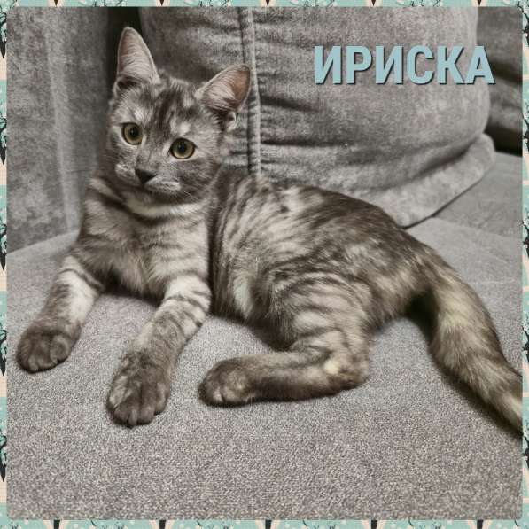 Котёнок Ириска даром