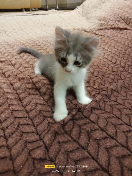 Котята в хорошие руки в 