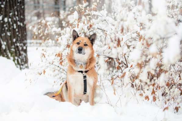 Ханни - собака для дружбы, любви и семьи в Москве фото 8