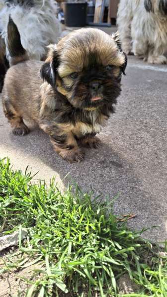 Чистокровные щенки Ши-Тцу в фото 3
