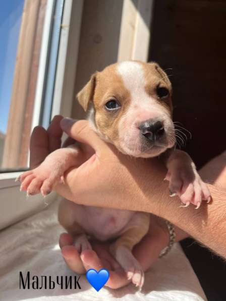 Щенки питбуля