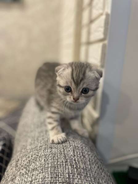 Вислоухие шотландские котята в Нижнем Новгороде