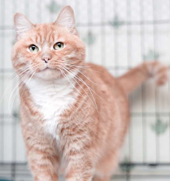 Рыжая редкая спокойная кошка Жужа в дар в Москве