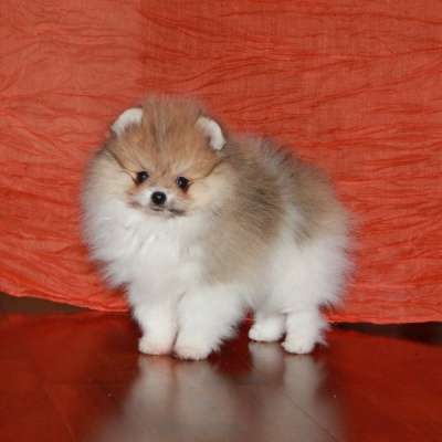 Бело-рыжую девочку шпица в Москве