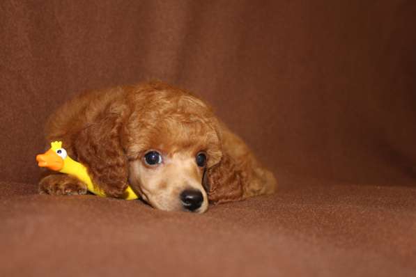 Щенок карликового пуделя в Москве