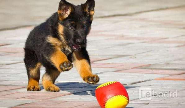 Предлагаем к продаже щенков немецкой овчарки!