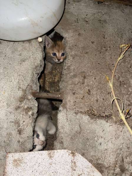 КОТЯТА В ДОБРЫЕ РУКИ в Екатеринбурге