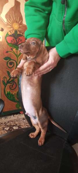 Клубные щенки рыжики в Москве фото 8