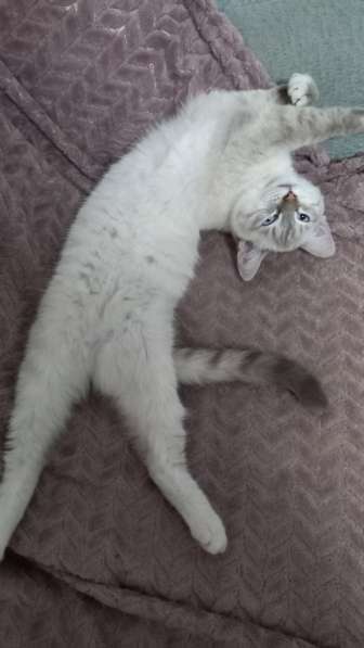 Котята от сиамки