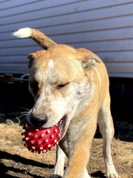 Красивый метис стаффа, 1 год в Санкт-Петербурге фото 8