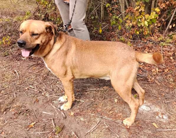 Брутальный пёс крепыш Бутч в добрые руки в Москве