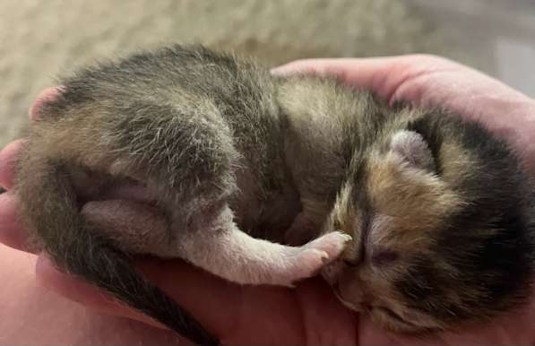 Котята золотая шиншила в Ижевске фото 6