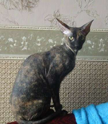 Петербургский сфинкс