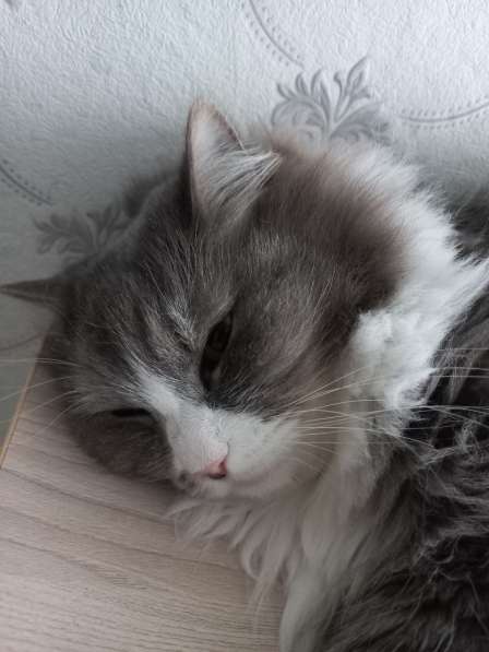 Кот сибиряк,4 года в Новосибирске фото 20