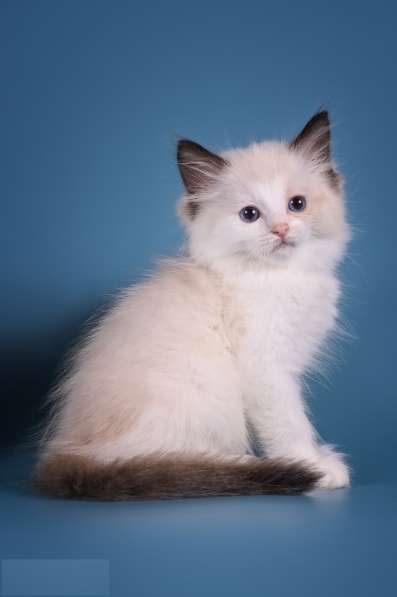 Ragdoll в фото 5