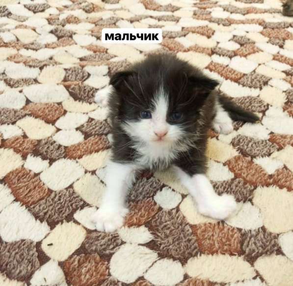 Котята Мейн-Кун в Старой Руссе фото 6