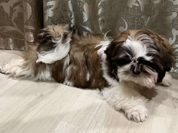 Породистая девочка ши -тцу