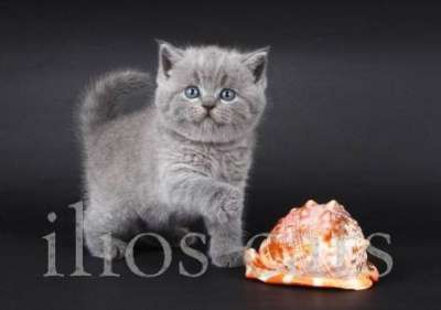 Настоящие британские котята! в Москве фото 7