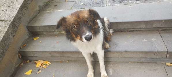 Маленькая идеальная собачка в Санкт-Петербурге фото 19