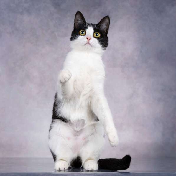 Грациозность и любопытство– знакомьтесь, Мася! в Москве