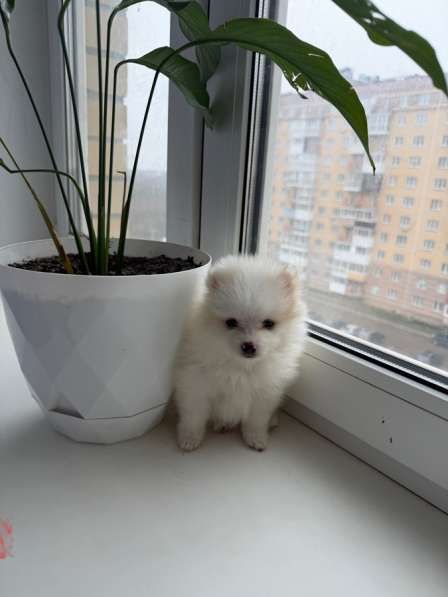 Щенки шпица